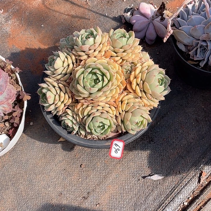 690苯巴蒂斯 一物一拍多肉