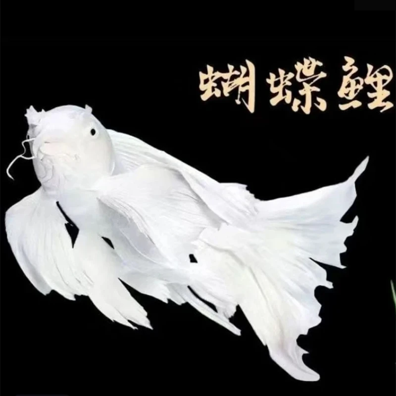 精品蝴蝶鲤全场包邮包损 现挑现选满意发货