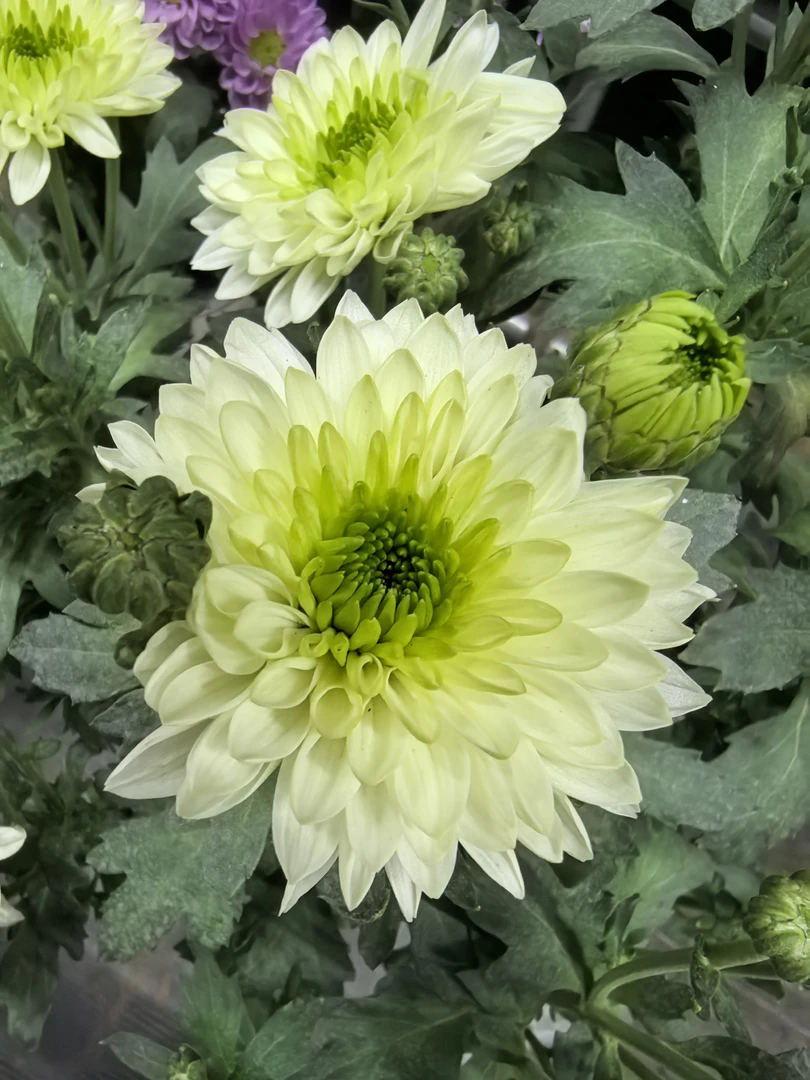 木涧花坊 布鲁诺绿雏菊带花带苞 盆栽花耐寒耐热花期长多季节开花