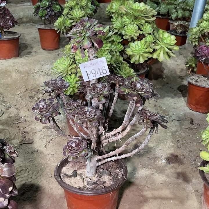 946黑圆叶多肉植物