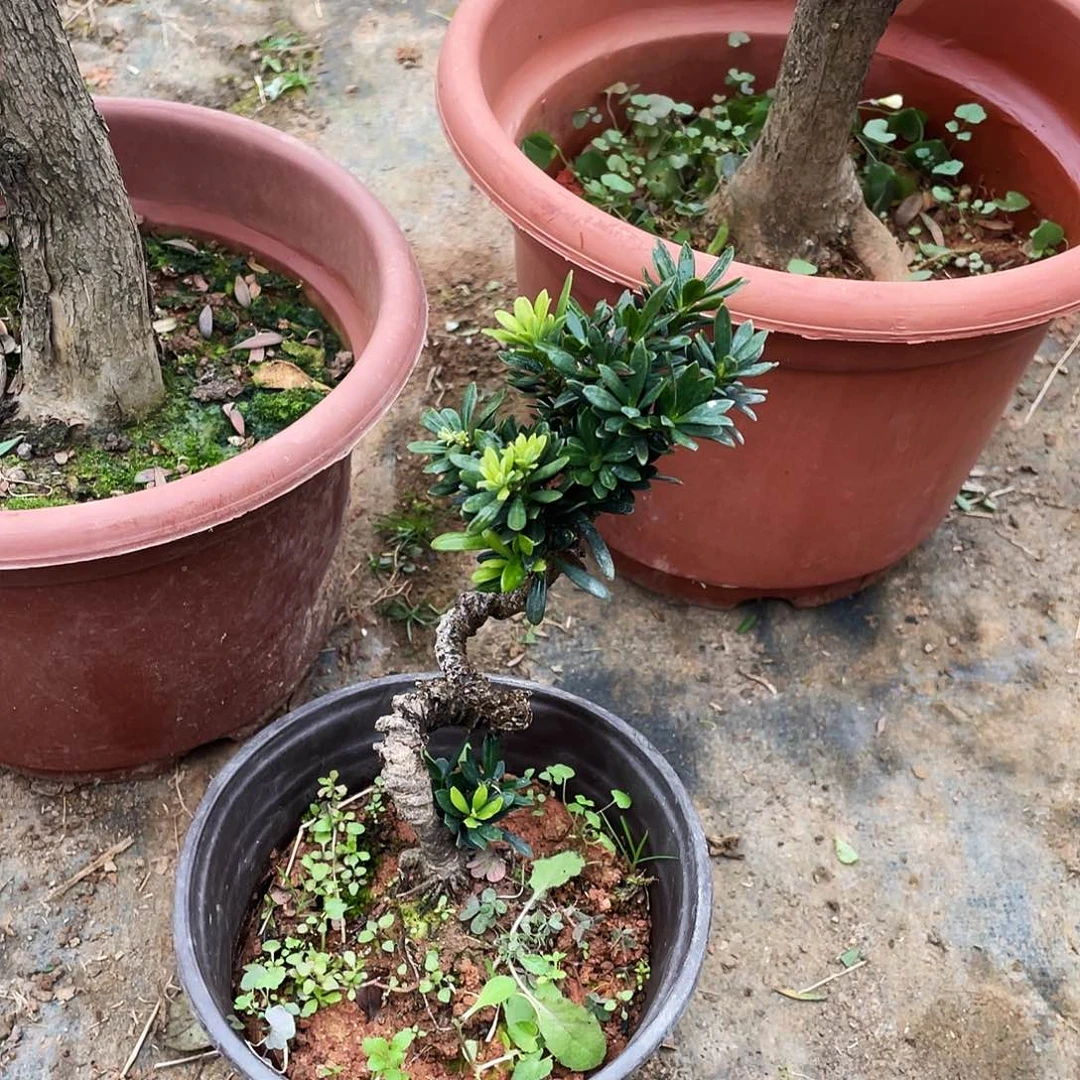 大***号完全开放罗汉松盆景罗汉松