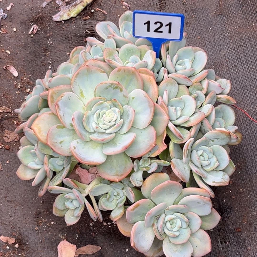 小***量多肉植物柚子茶121