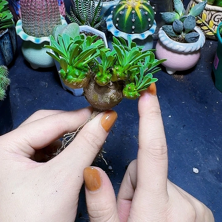 5个头起菠萝裸根一颗
