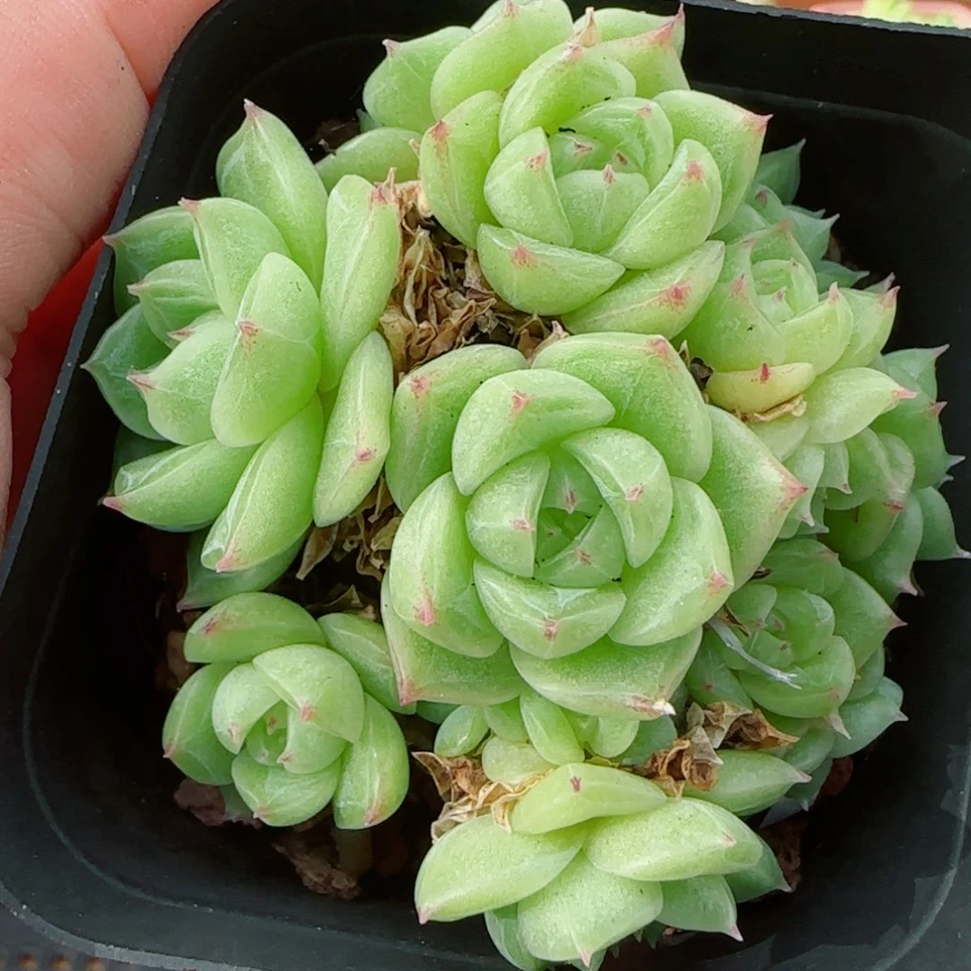 何***包花语逸镜0923-238散