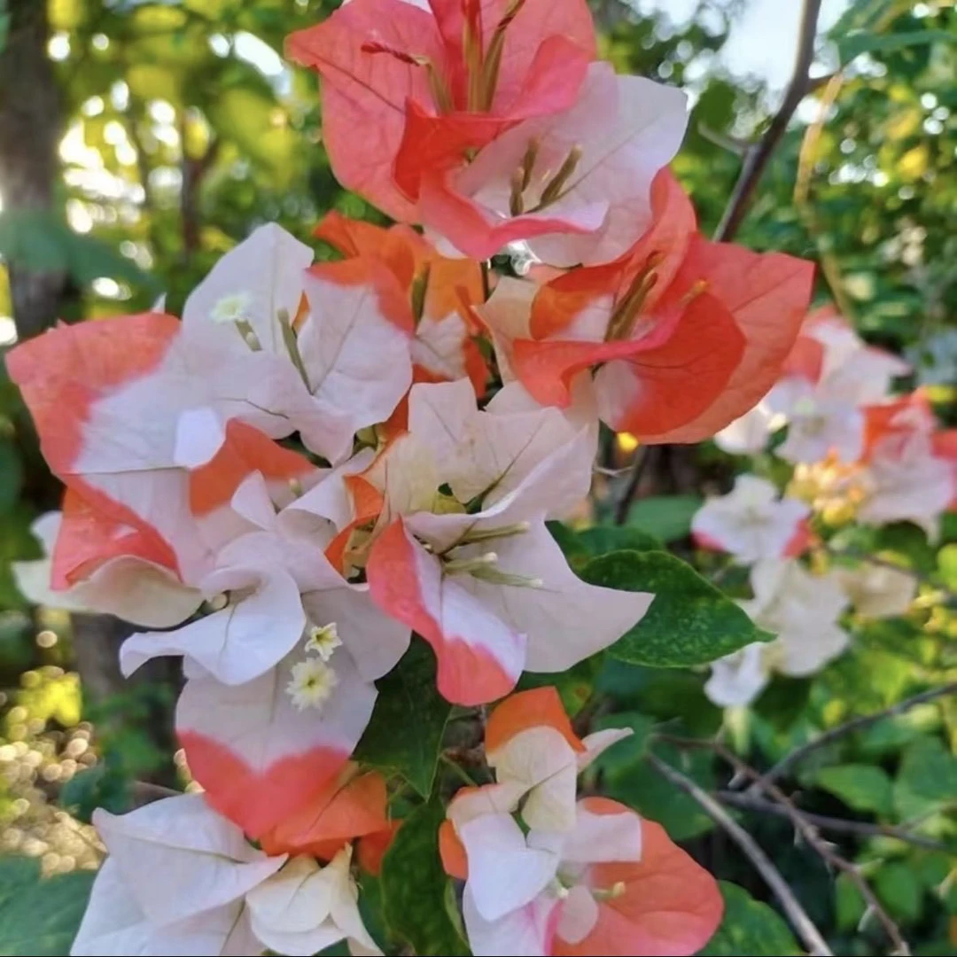 【橙口红】三角梅h四季开花好养勤花品种苗不带花