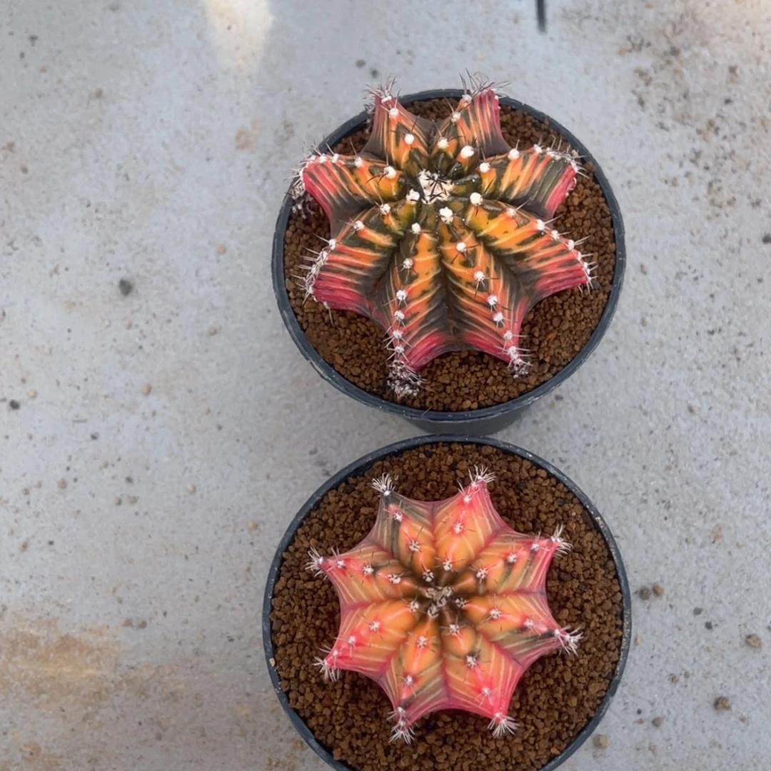 鸣**时实生米哈哈哈哈哈哈哈哈哈