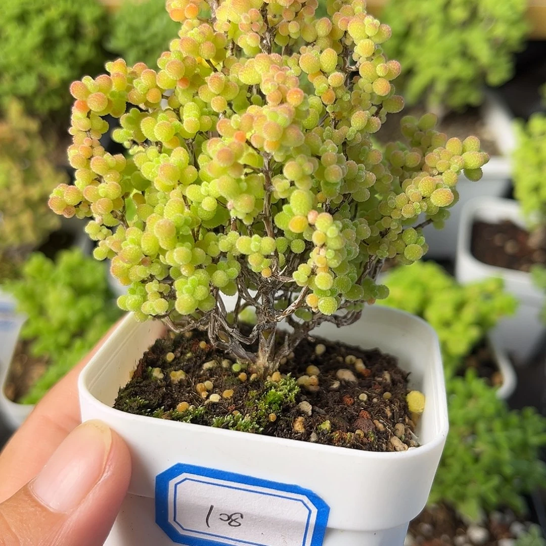 108蜜桔。