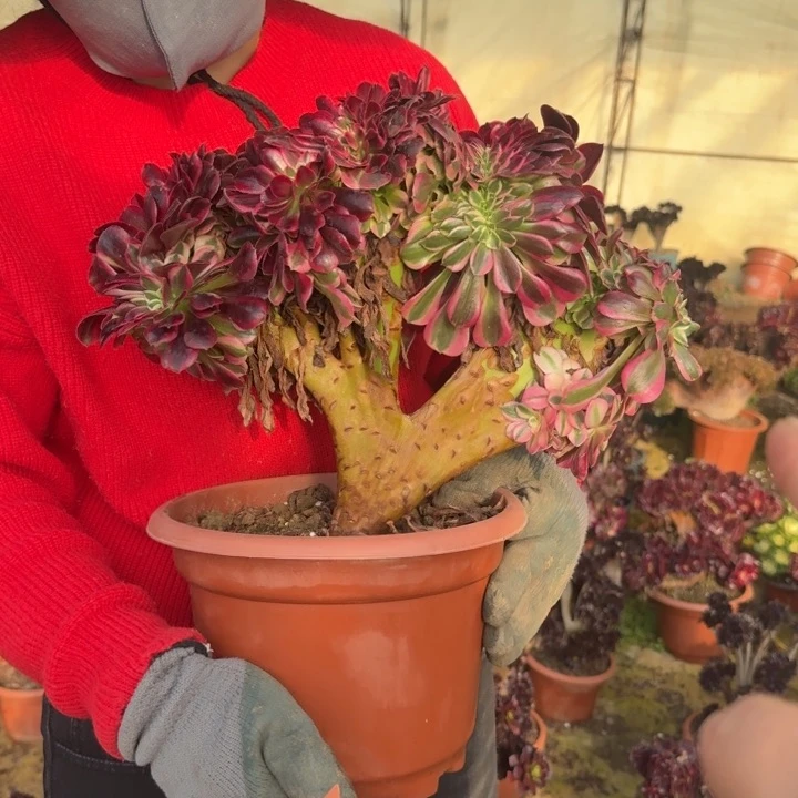 爱****）677美杜莎缀化老桩