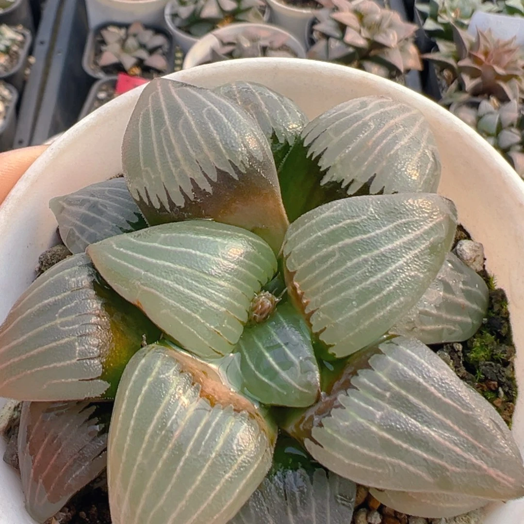 91多肉植物百科知识