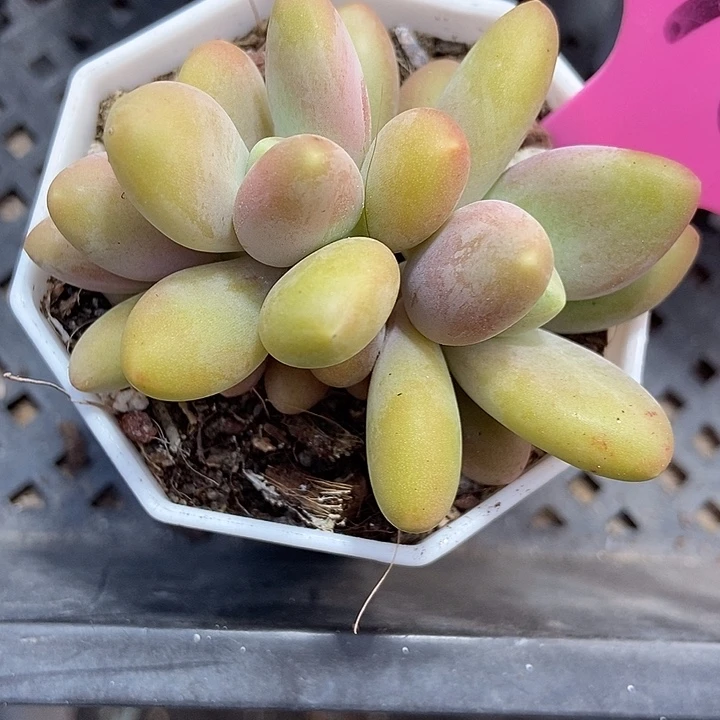 多肉植物芒果奶48