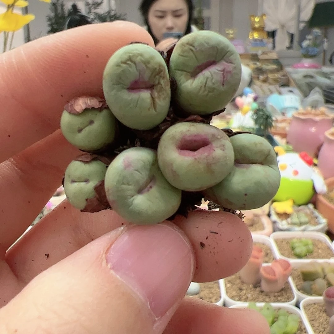 【闪购商品】209 开播福利