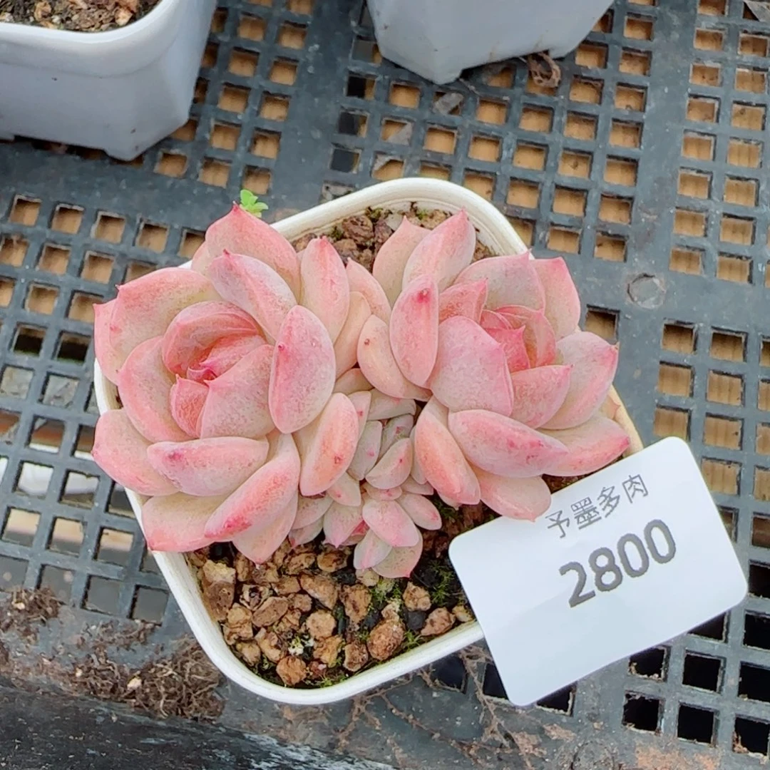 琴心，2800多肉植物