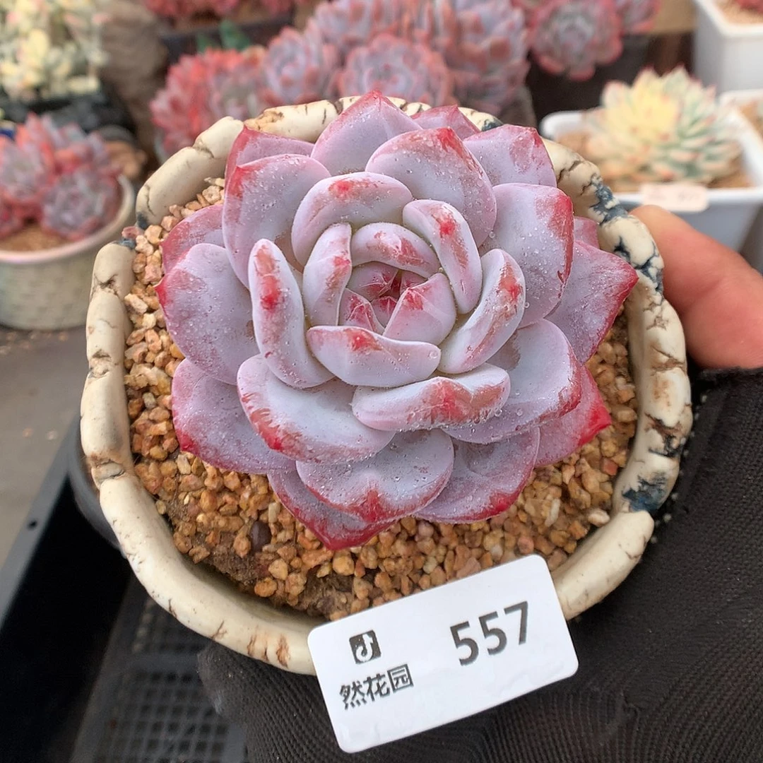 557白星多肉植物66666