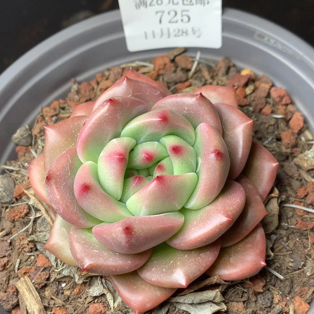 【闪购商品】云725号