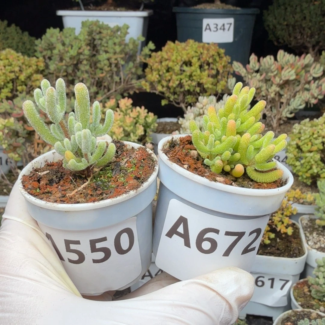 7***姐A550星星冰672冰糖锦