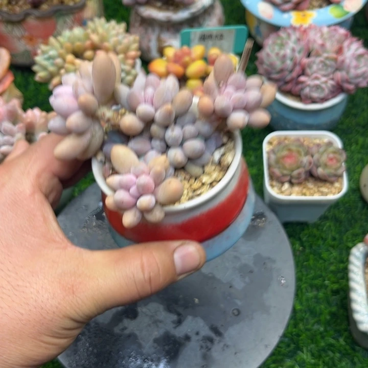 ʕ****带土带盆，一物一拍