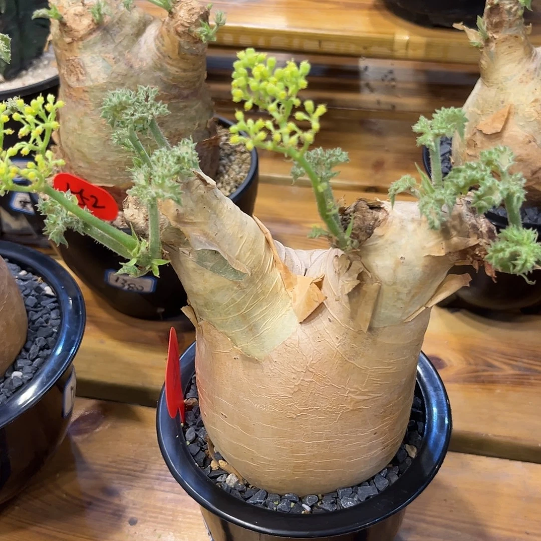 汤圆植物安哥拉葡萄翁