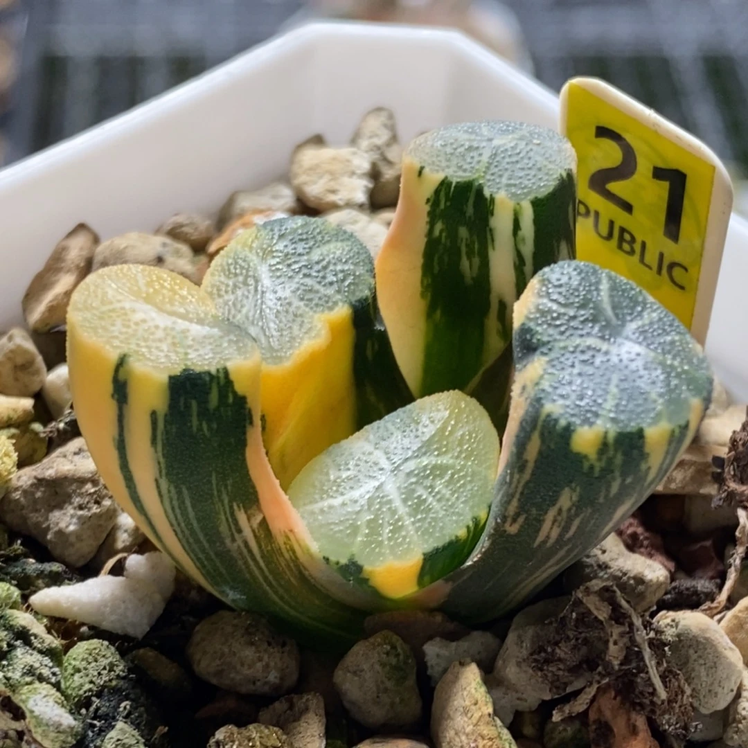 21号白妙万象锦锦