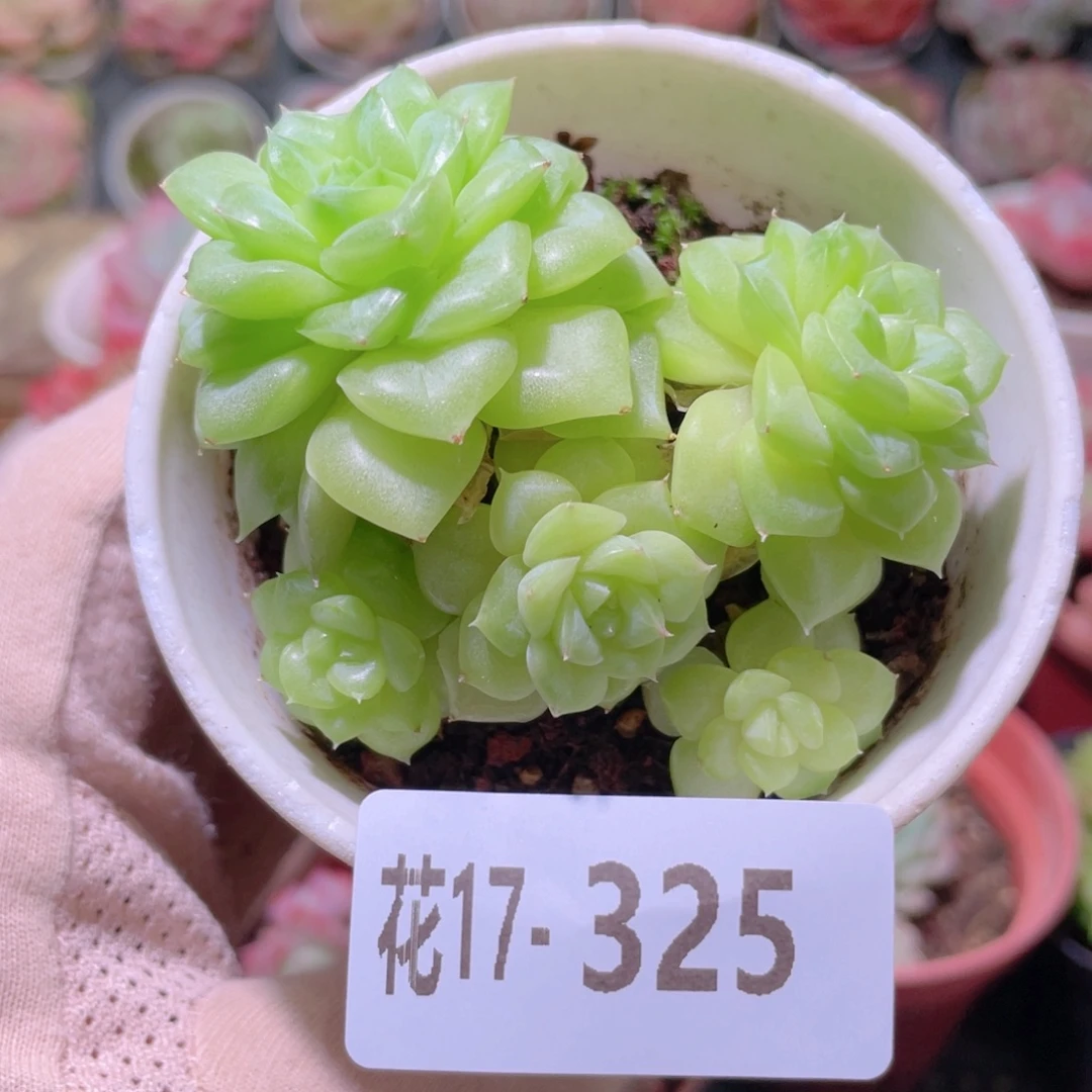 花利美17-325白天鹅