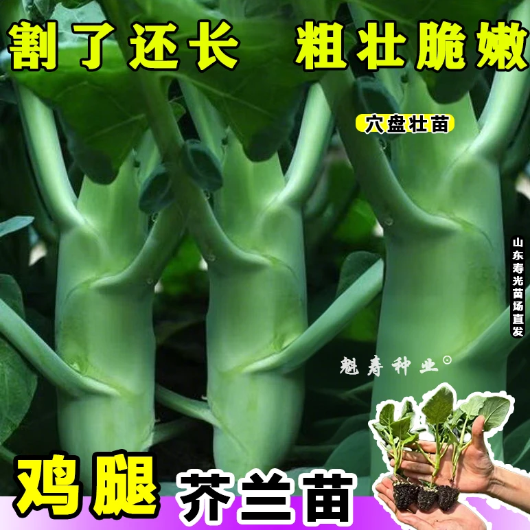割完又长 鸡腿芥蓝芥兰菜苗脆甜可口芥兰菜脆甜四季芥兰