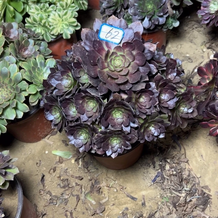 多肉植物黑铜法师62