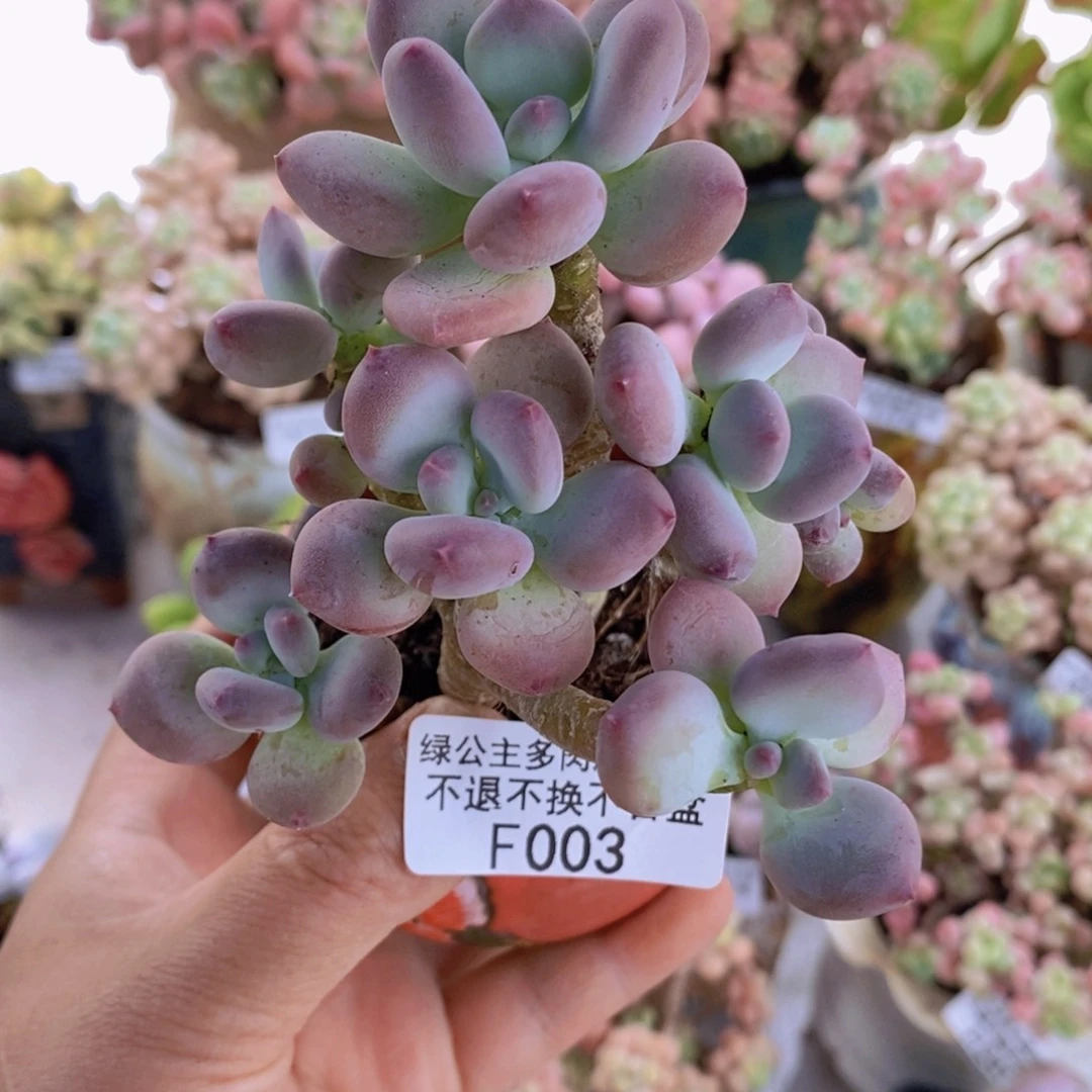 苹果奶7cm003多肉植物