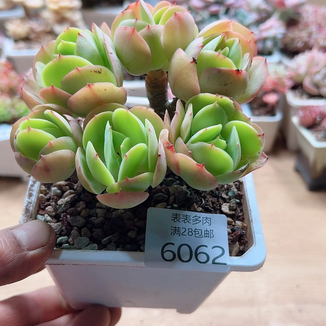 1*翁多肉一物一拍6062