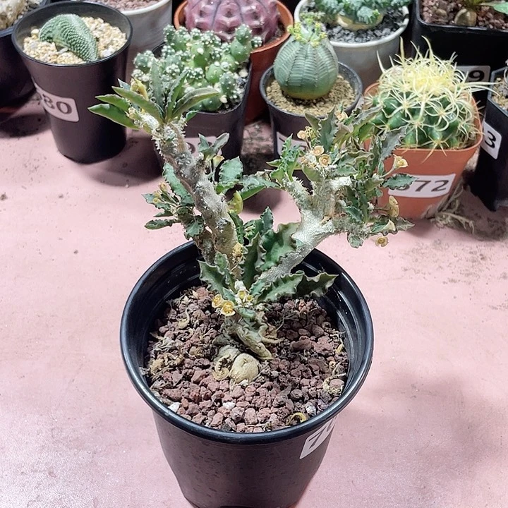 766实生皱叶麒麟块根