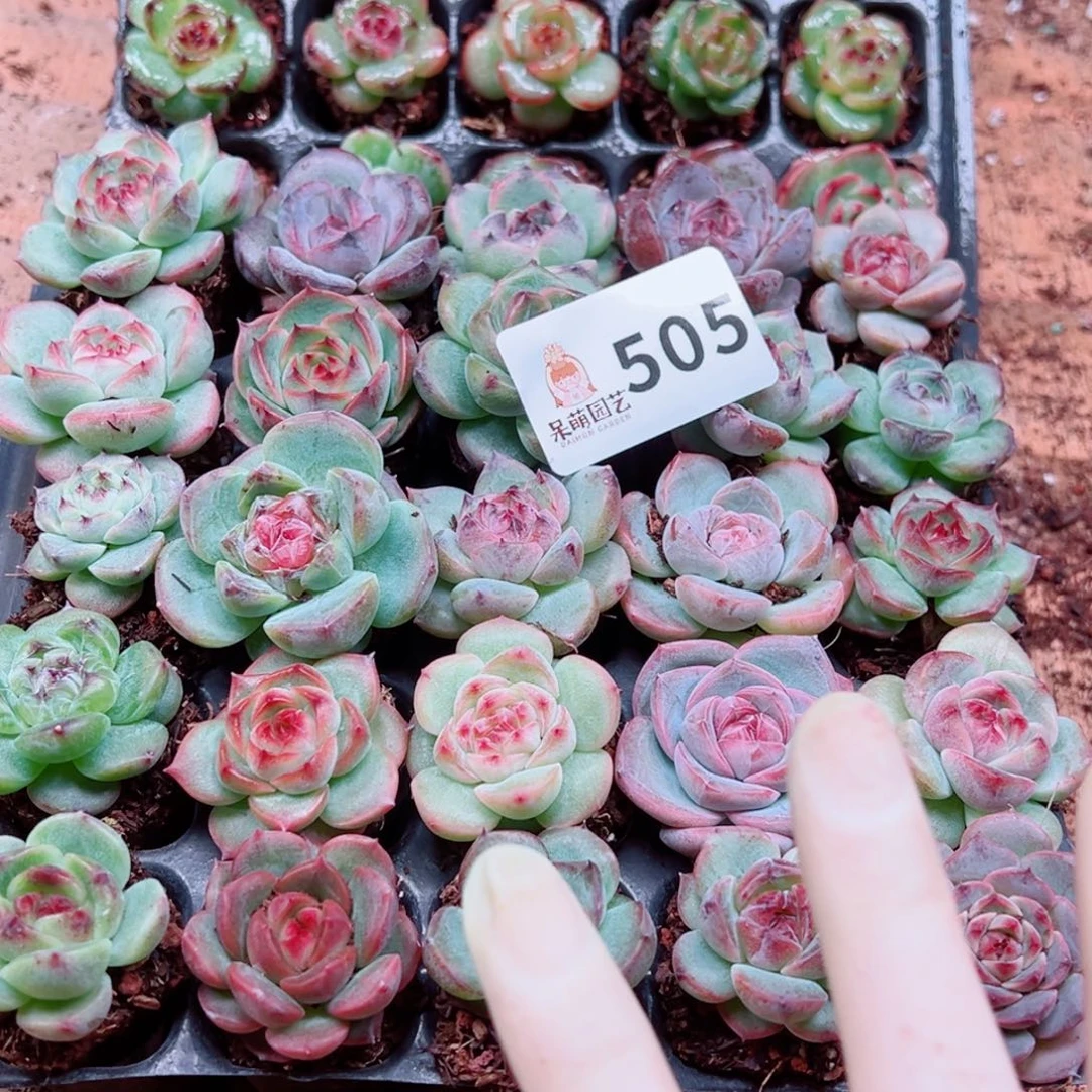 小***灵多肉植物多肉植物
