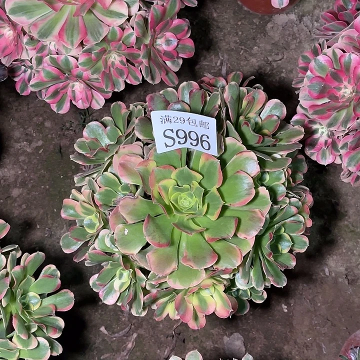 996特斯拉多肉植物