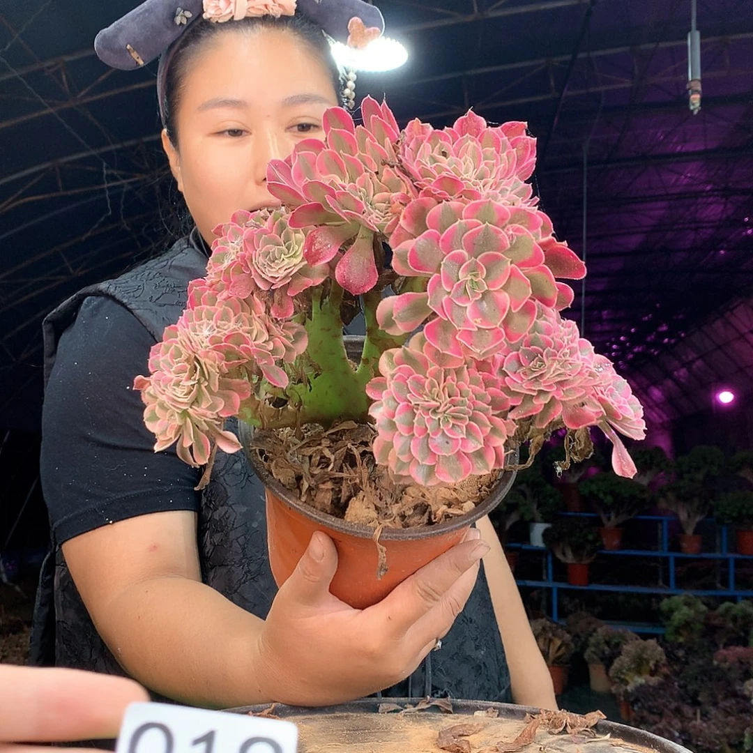柒哥多肉法师不包侧断枝19