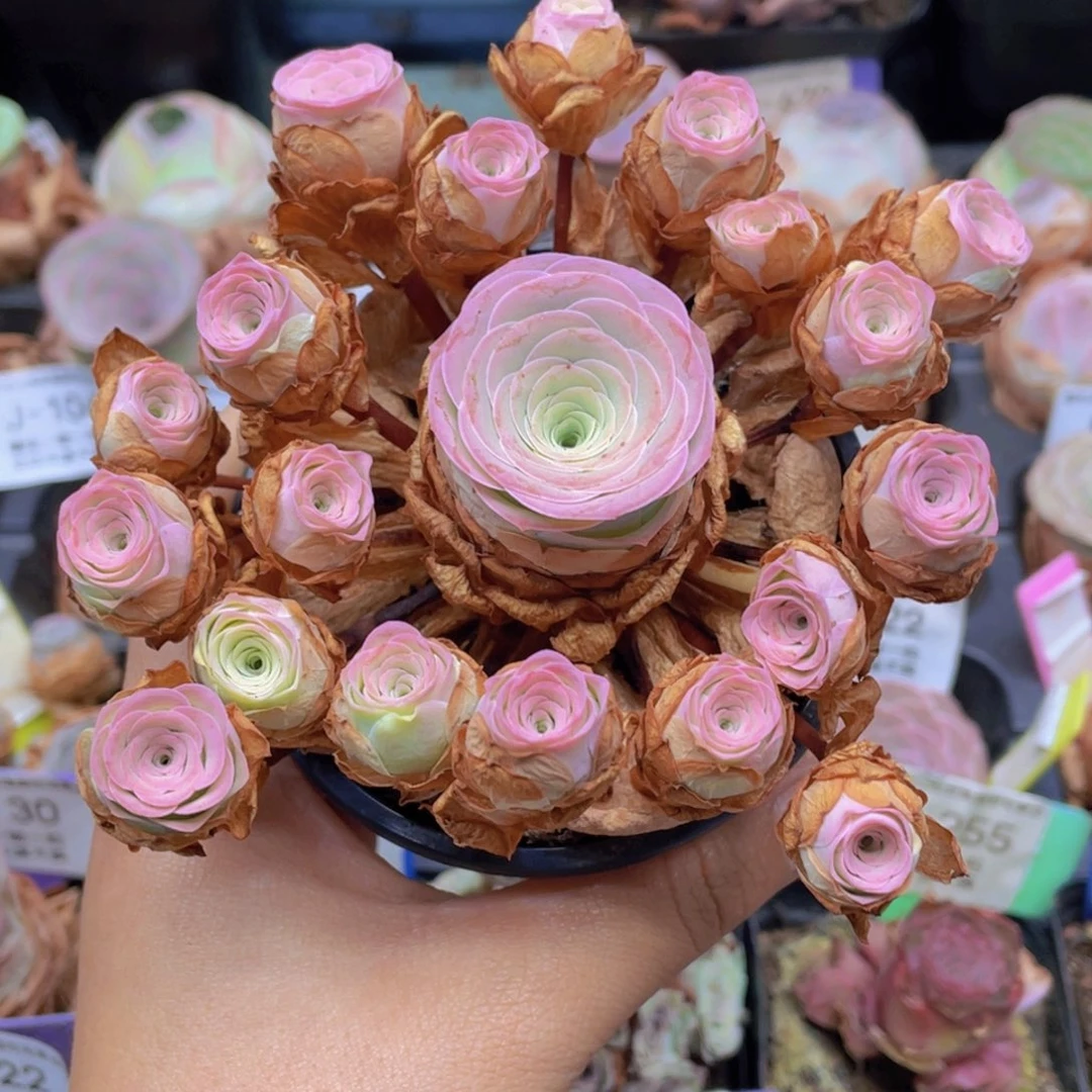 舒***舒山地玫瑰洛霞J206加两升土