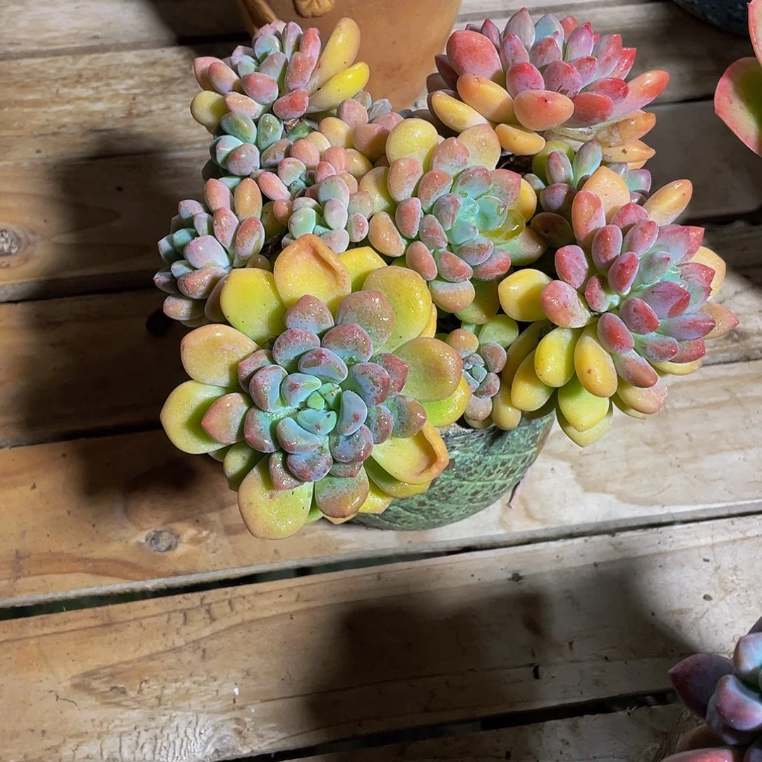 南***l棒棒糖多肉植物群