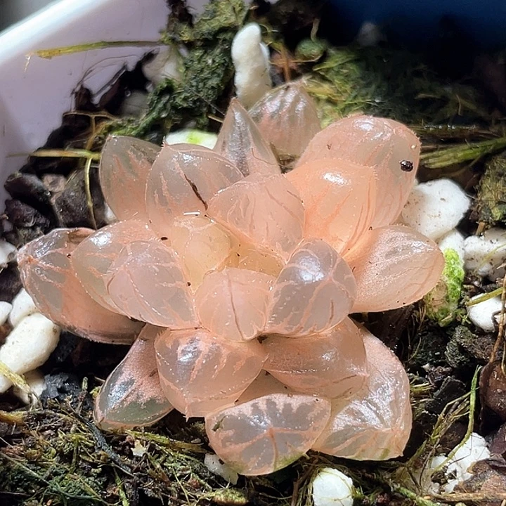 3***0840糊斑绯桃锦特选福利