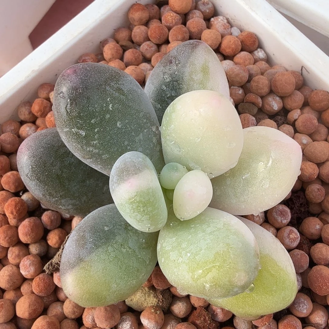 奶酪锦，多肉植物。