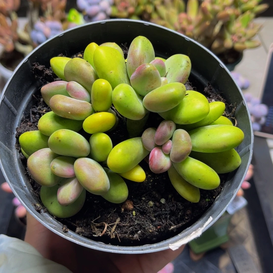 484芒果奶11厘米多肉