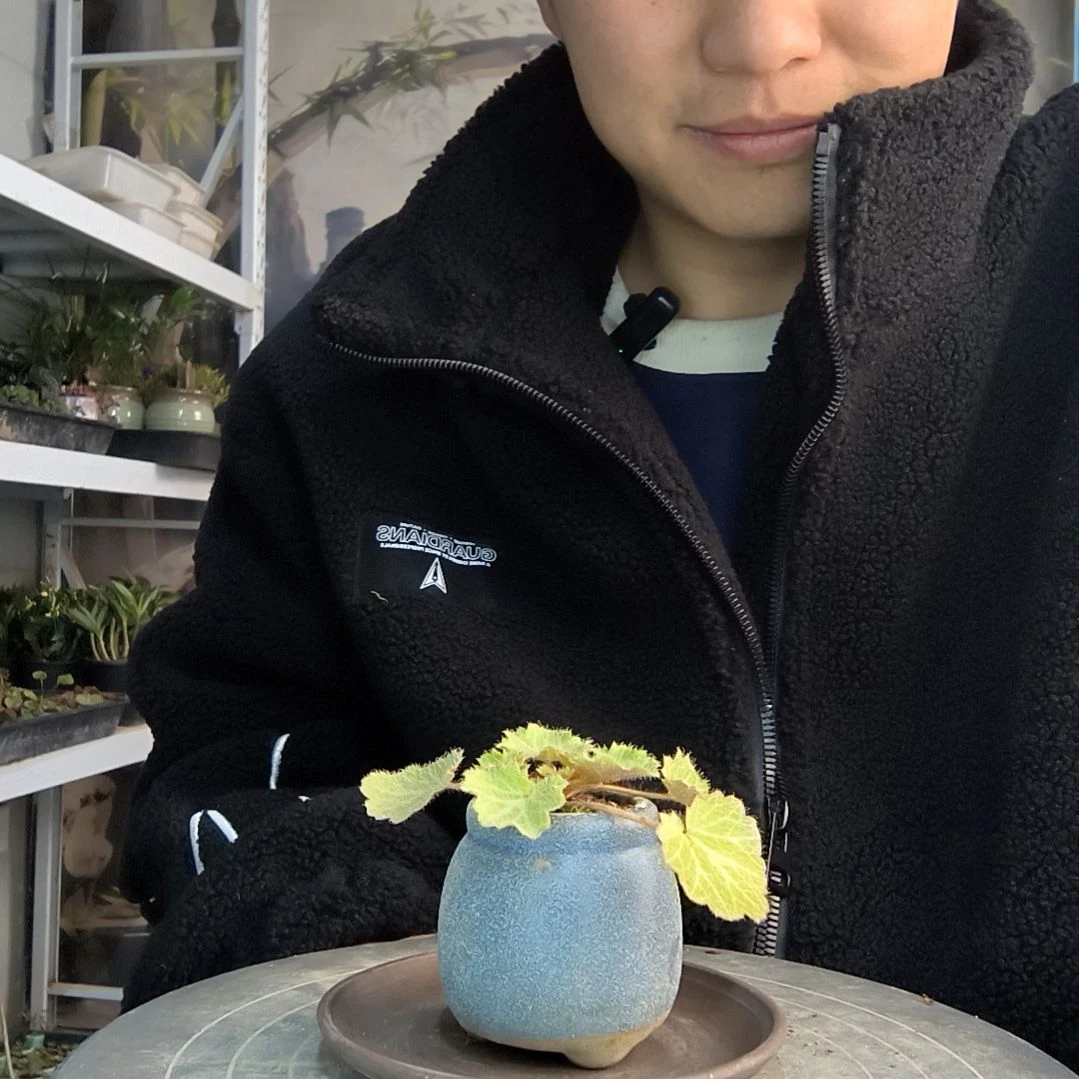 没*了小盆景小植物一物一拍17