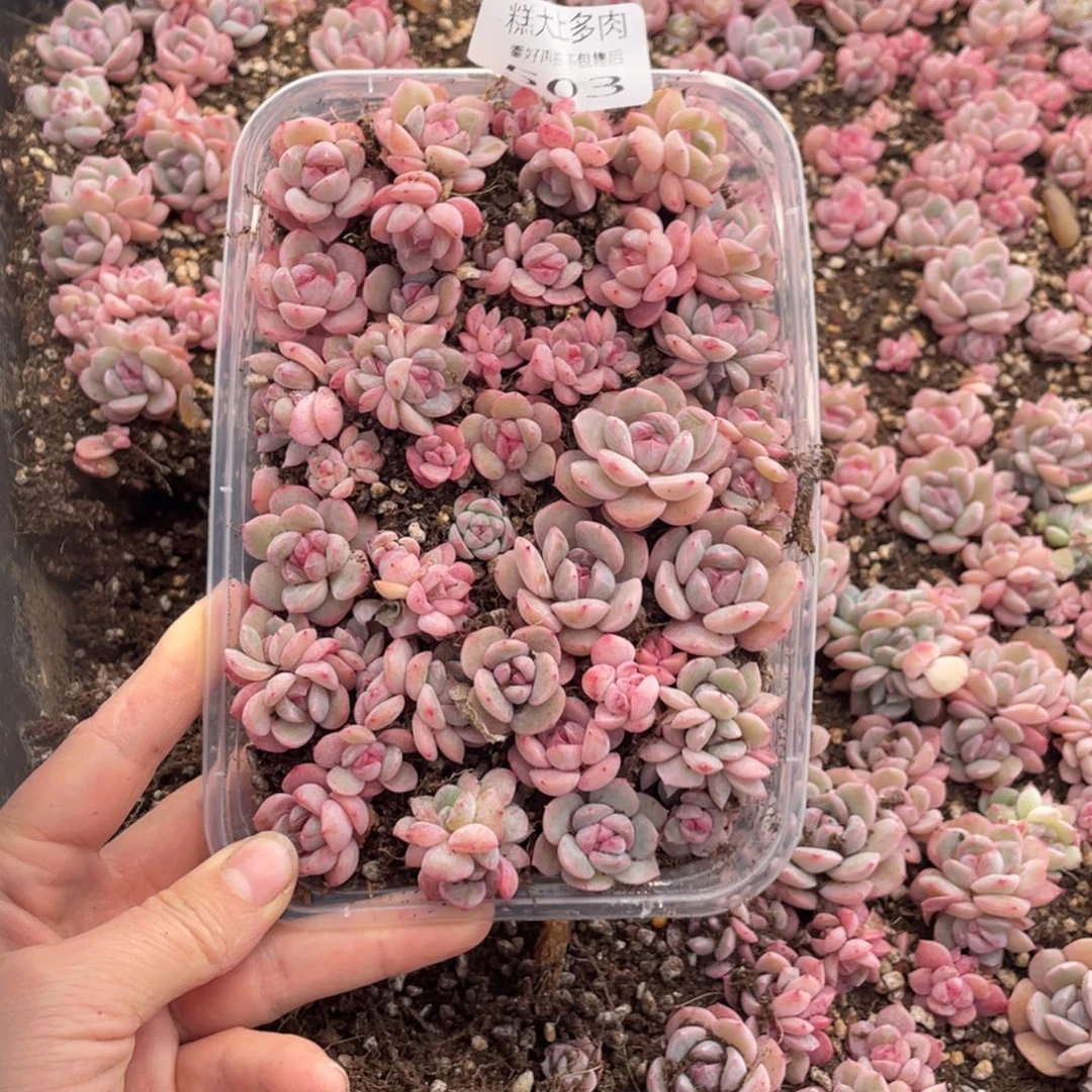 糕大上多肉植物503