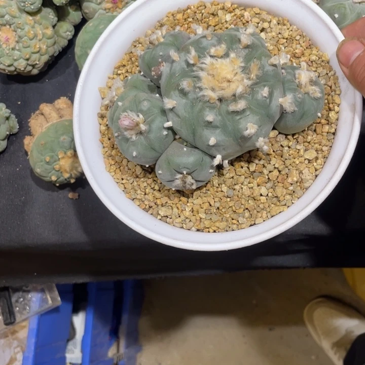 我***焜自根海鲜特价
