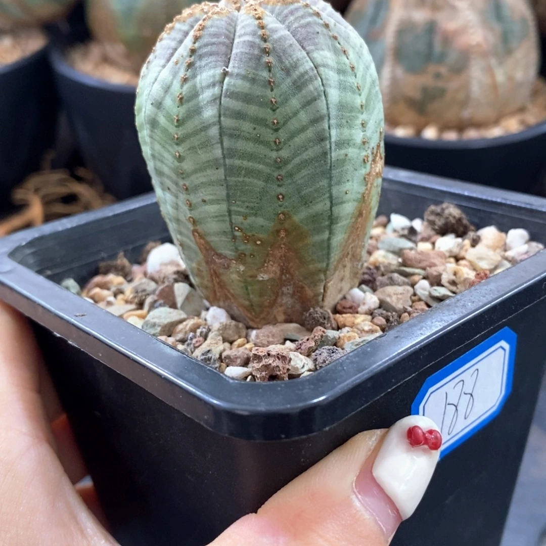 欧系实生布纹球一物一拍