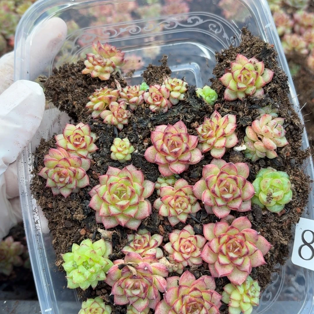 多肉植物多肉植物80