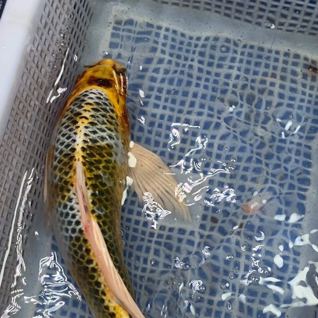锦鲤冷水锦鲤包邮