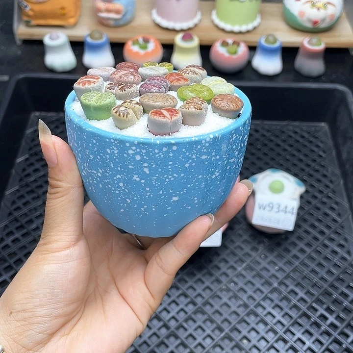 w9345 带盆土发货一物一拍