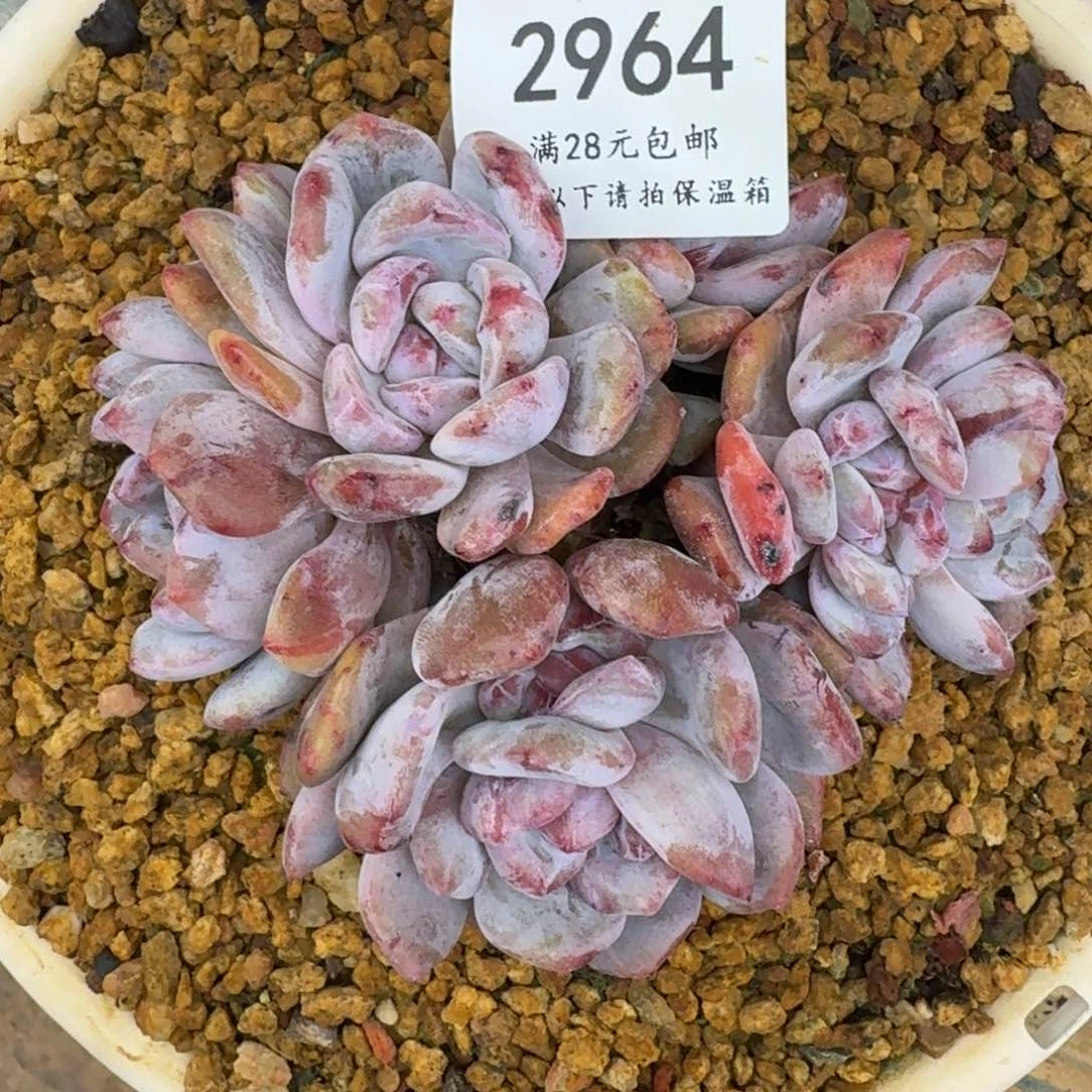 Y***汪2964星影石化有砍（12厘米）