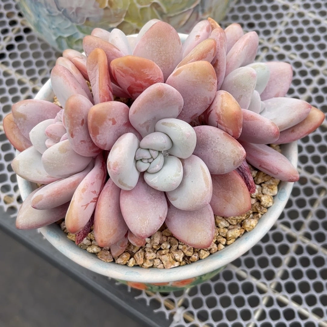 女*粉兔。发货，姐