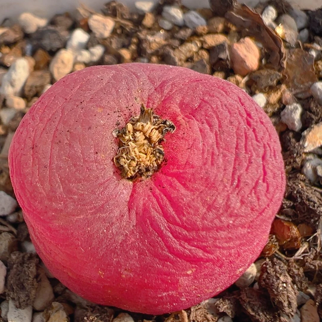 103多肉植物百科知识