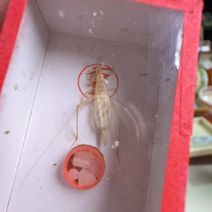 漂亮2只石柬埔寨竹林合适