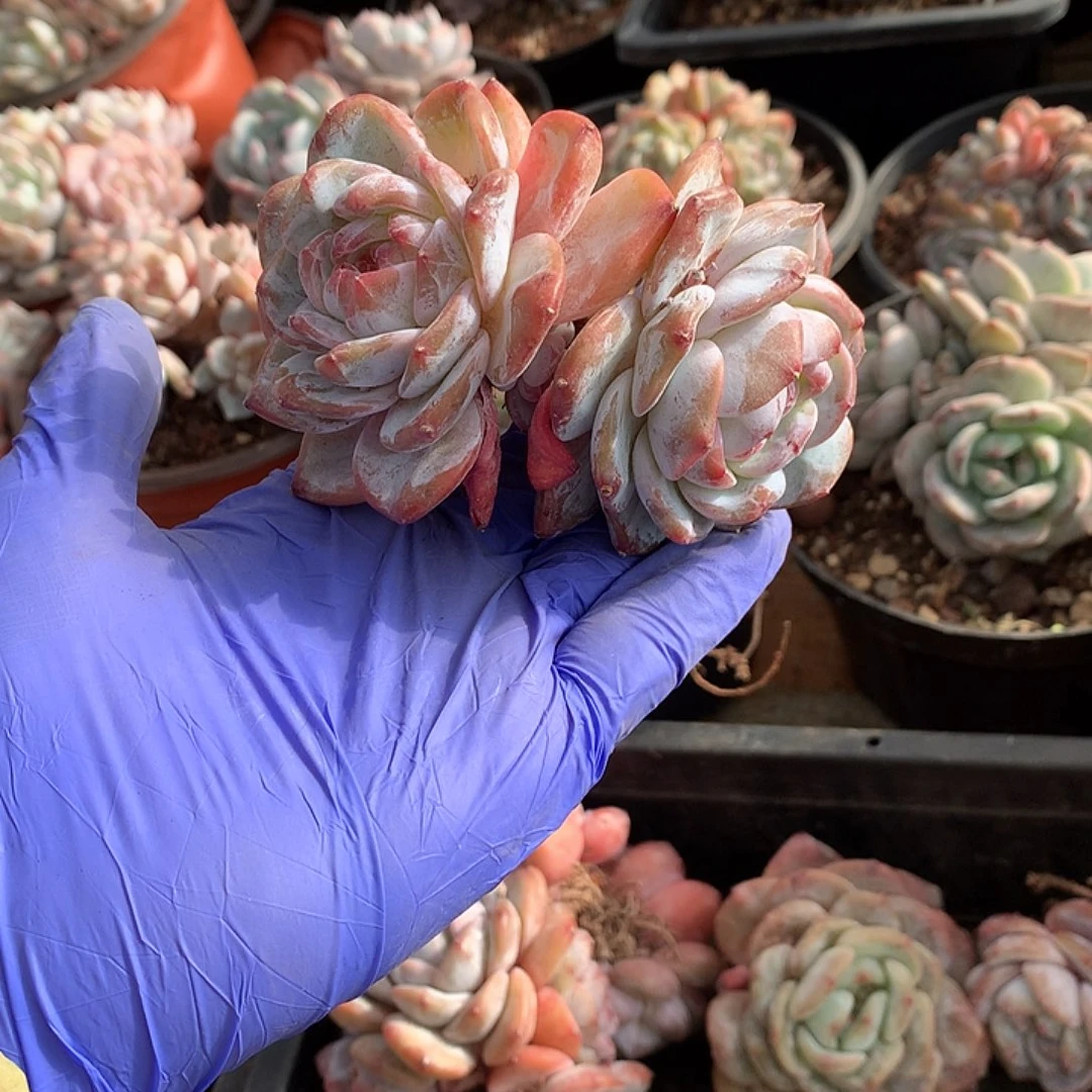 哈哈哈哈哈哈哈星影20