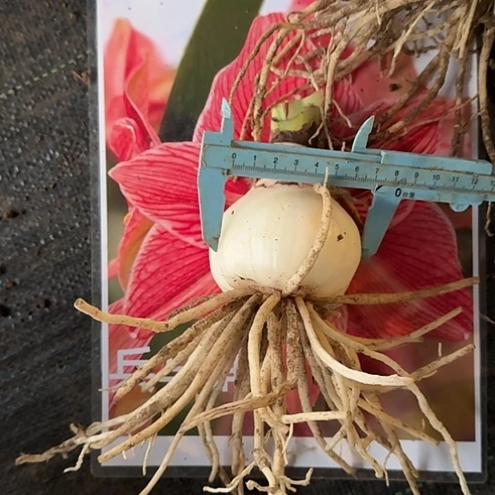 兵马俑籽播苗11号7～7.5 单球 开花可能变异 无售后