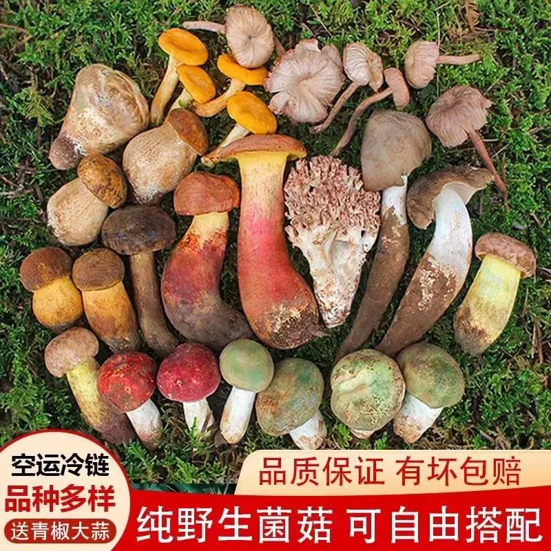 云南野生批发一物一拍专属链接（统货发货，不售后，介意勿拍）菌子